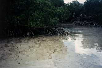 Mangroves